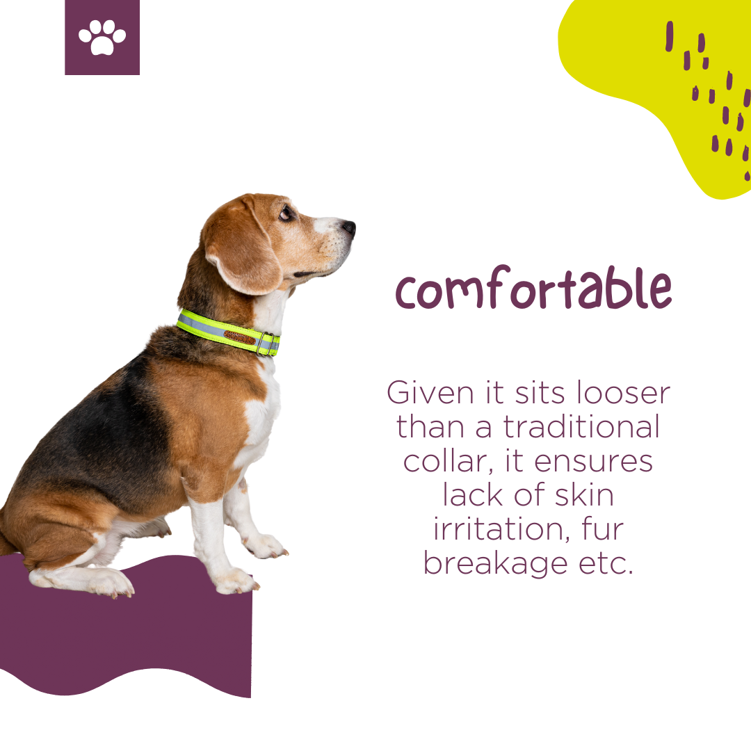 Reflective Green Nylon Martingale Collar