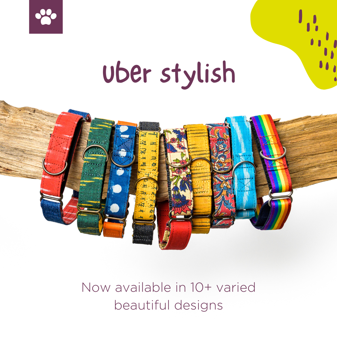 Rainbow Pride Fabric Martingale Collar