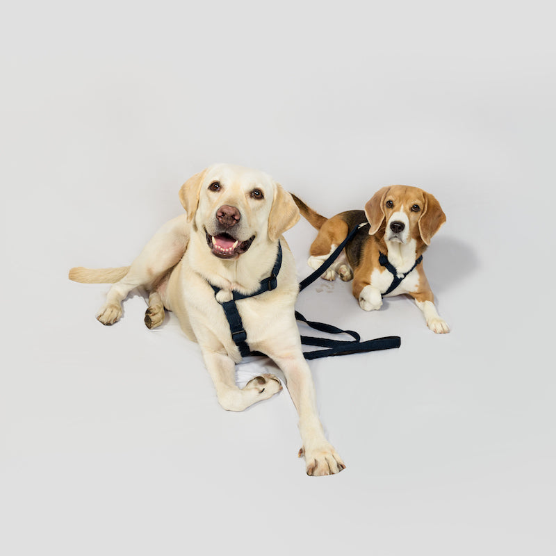 Navy Blue Cotton H-Harness