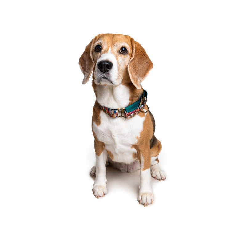 Diamond Nylon Martingale Collar