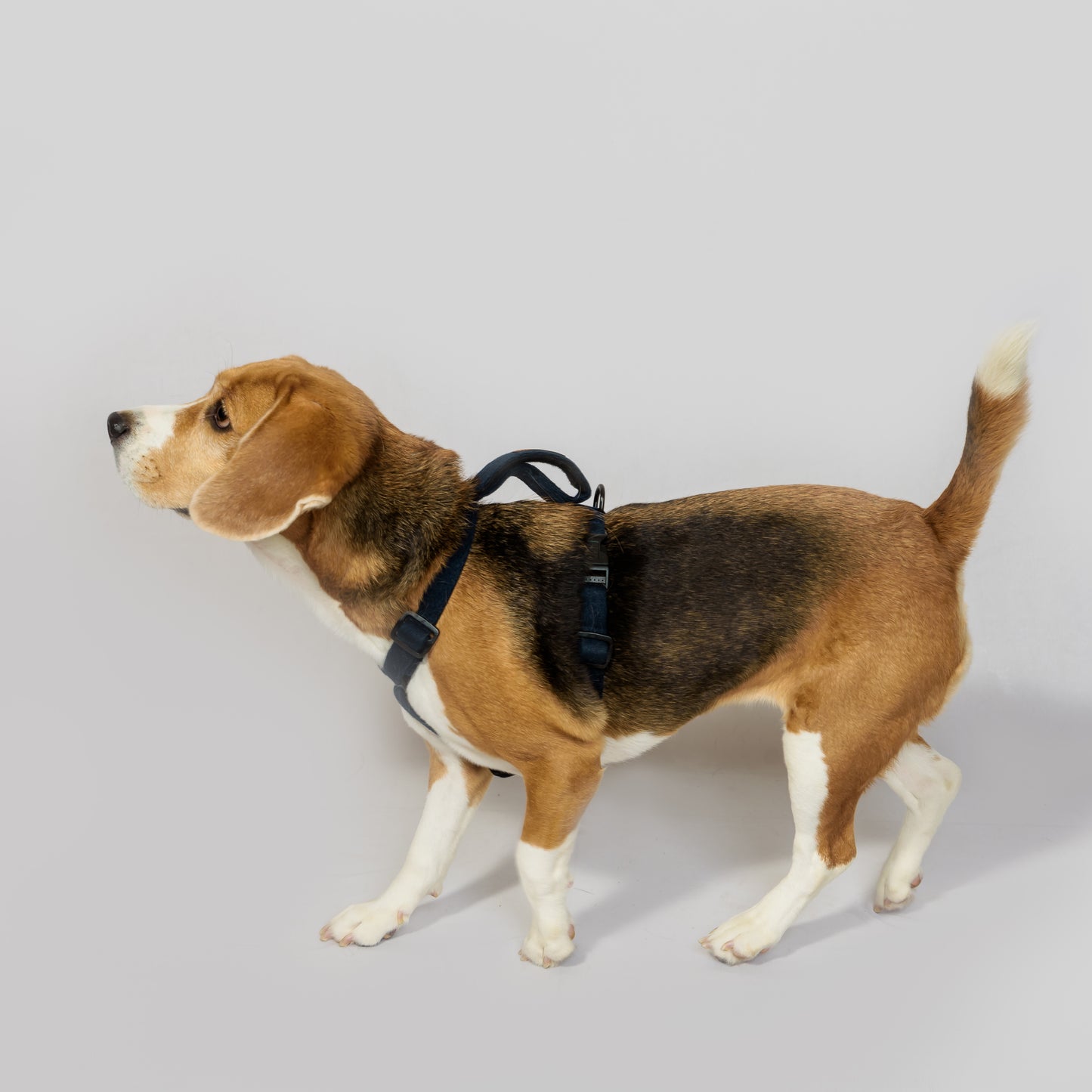 Navy Blue Cotton H-Harness