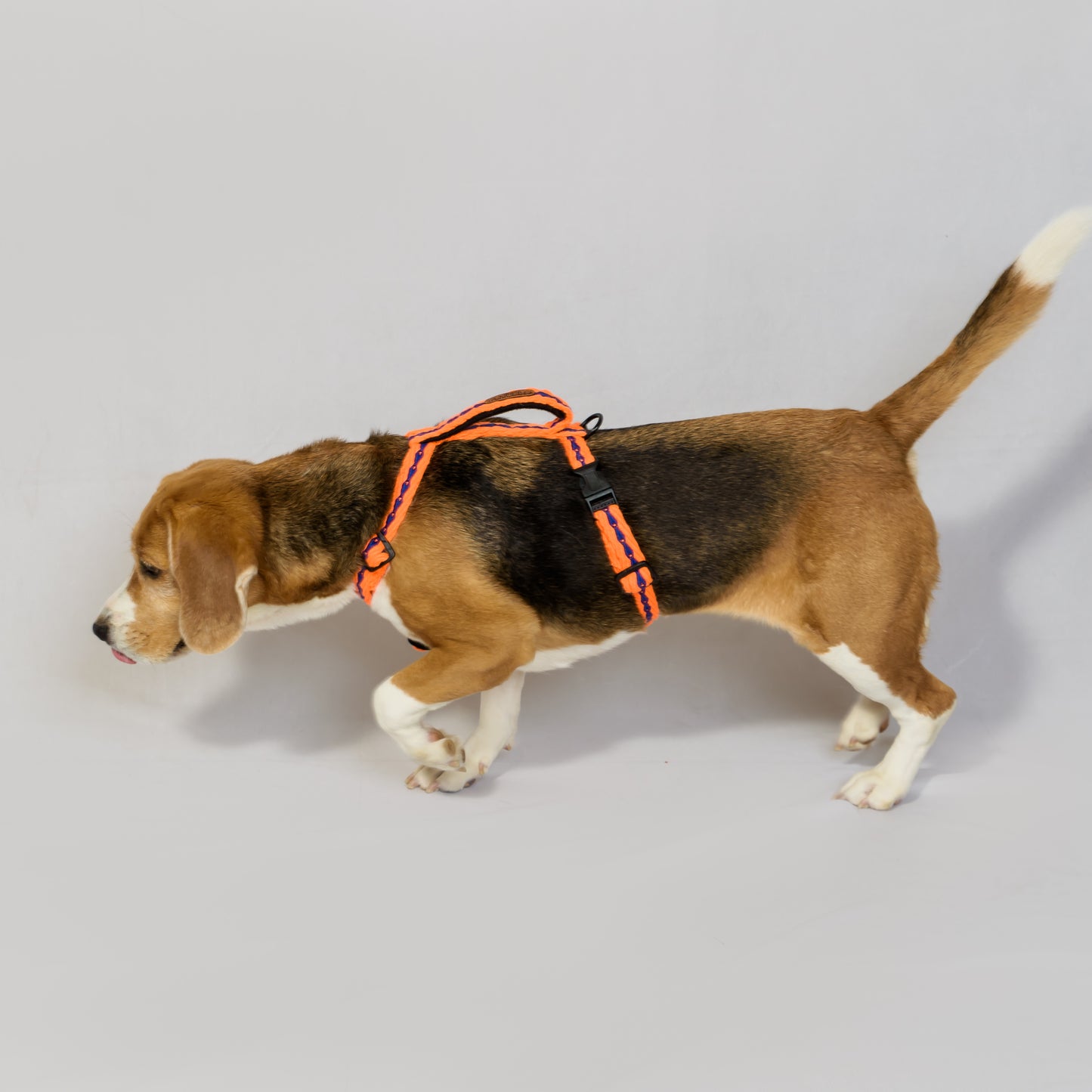Orange with Blue Cotton H-Harness