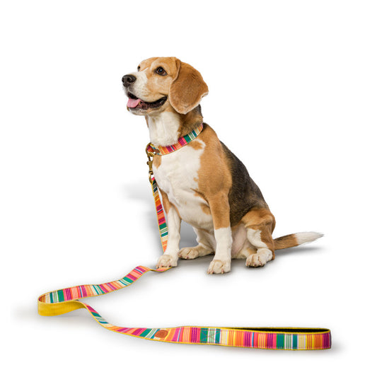 Colourful Stripes Nylon Belt Collar