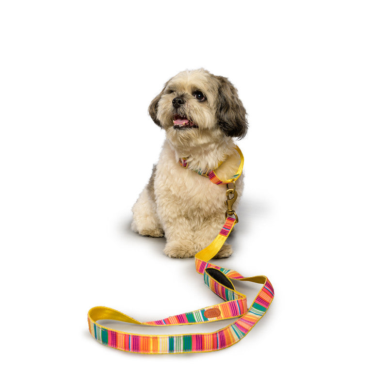 Colourful Stripes Nylon Leash with padded handle