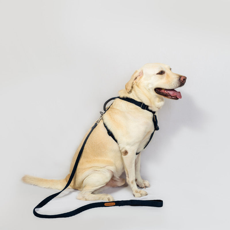 Cotton Blue Leash with padded handle