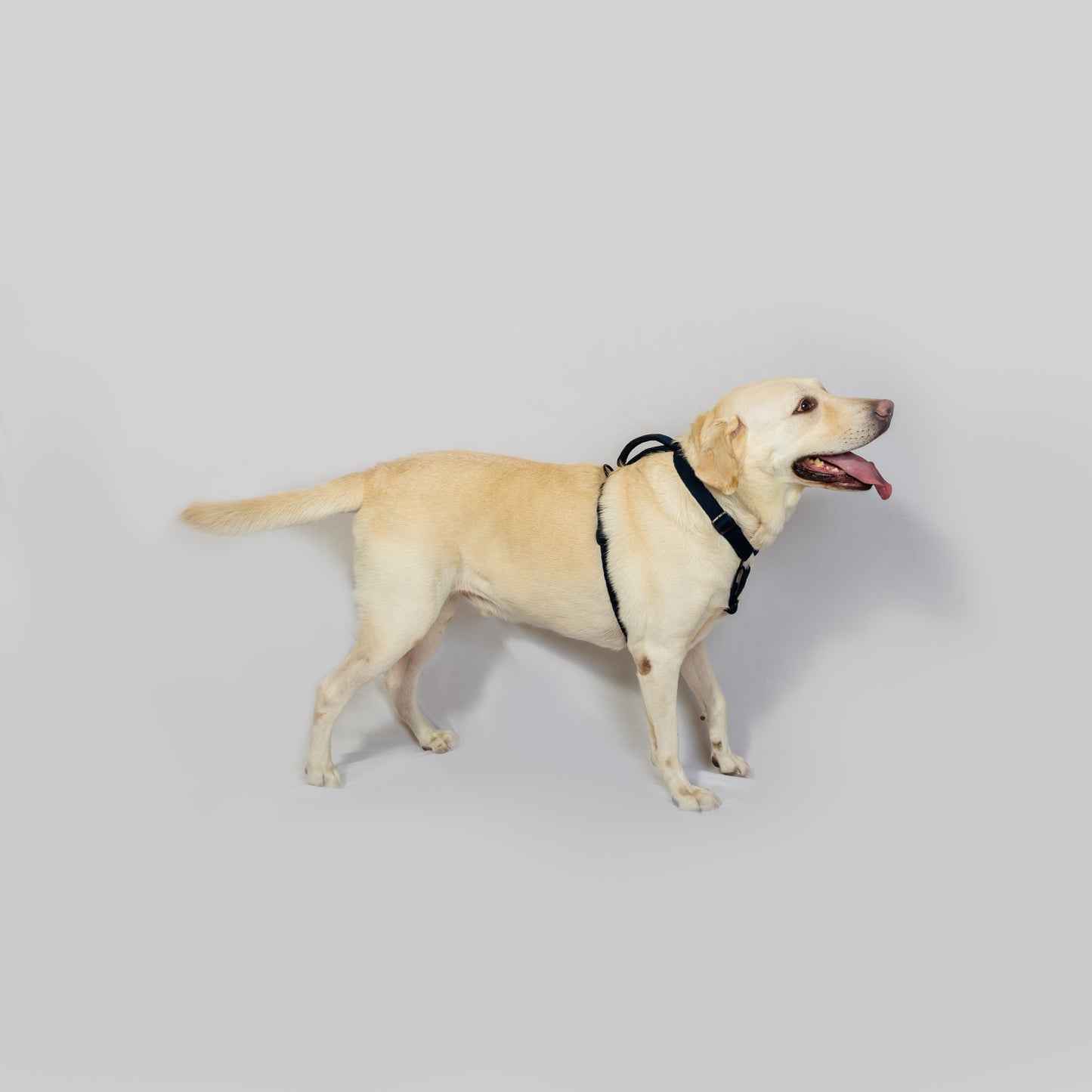 Navy Blue Cotton H-Harness