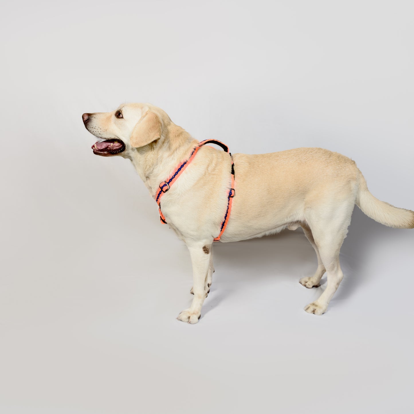 Orange with Blue Cotton H-Harness