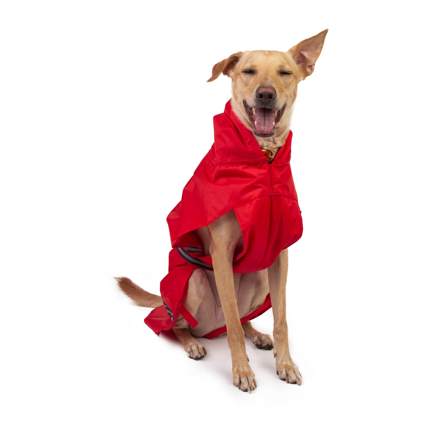 Get your pooch ready for the monsoons with their own rainwear!