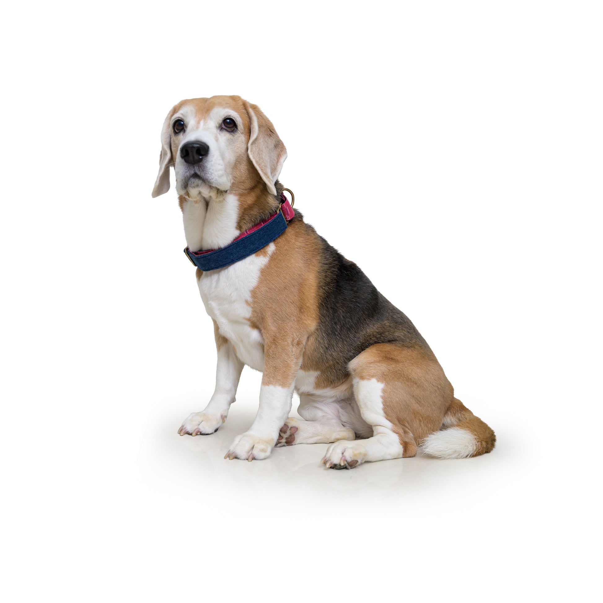 Blue Denim Fabric Martingale Collar – PetWale - Main Image