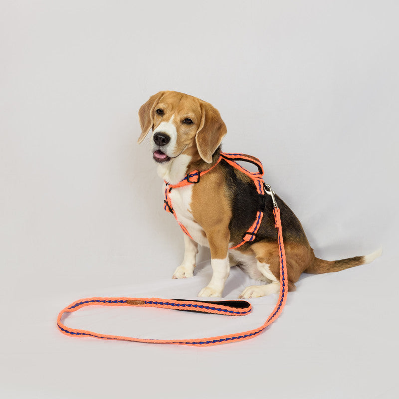 Cotton Orange Leash with padded handle