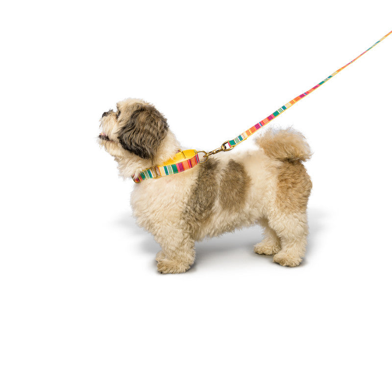 Colourful Stripes Nylon Martingale Collar