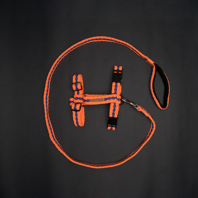 H-harness and Leashes with Padded Handles