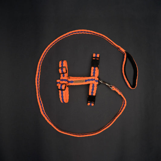 Orange with Blue Cotton H-Harness and Leash with Padded Handle