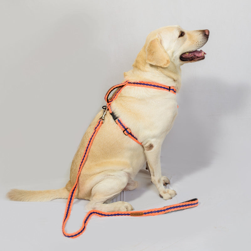 Cotton Orange Leash with padded handle