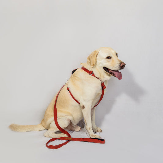 Cotton Red Leash with padded handle