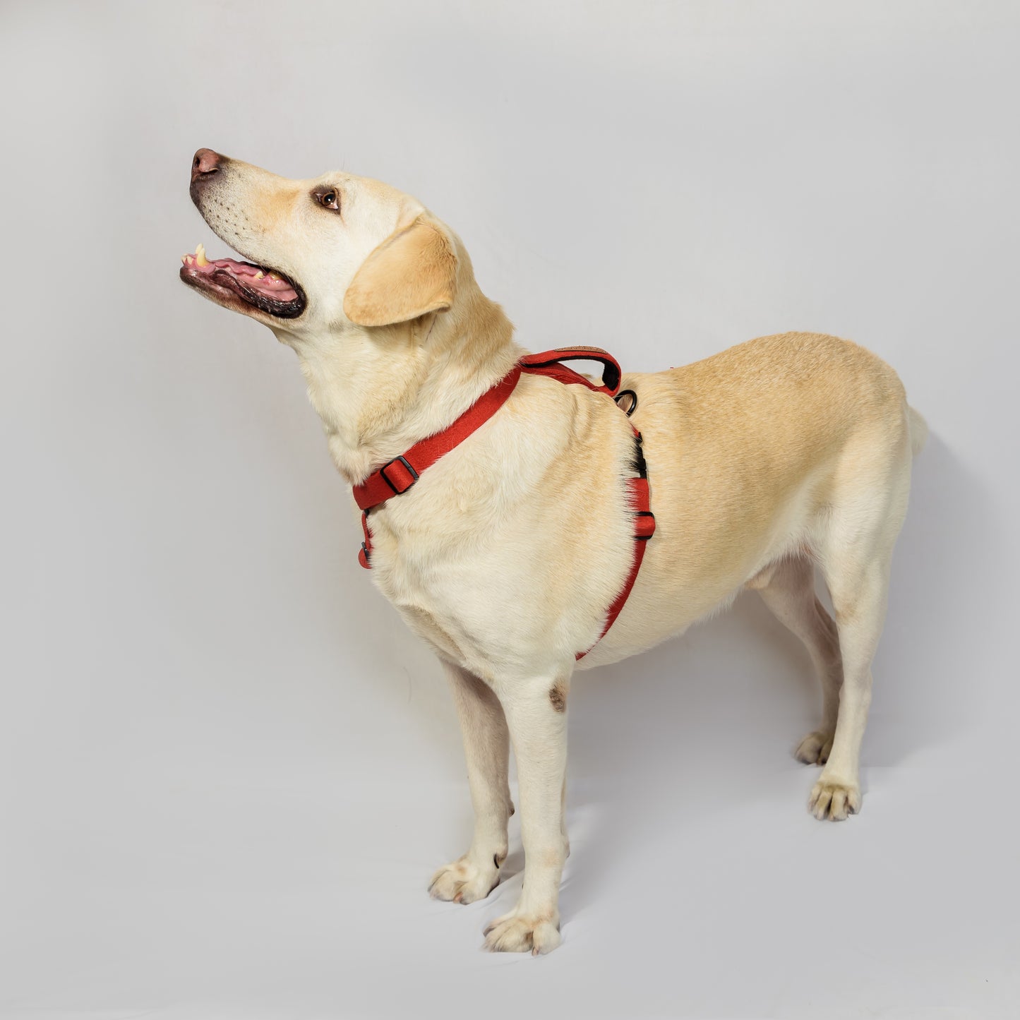 Red Cotton H-Harness